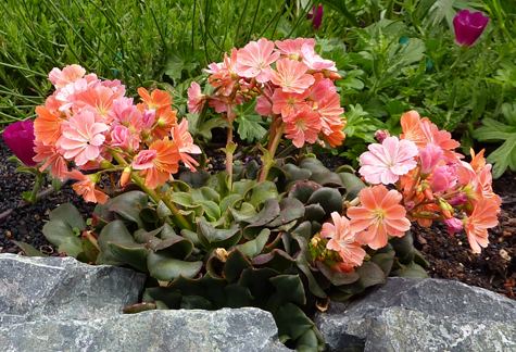 Lewisia cotyledon Lewisia cotyledon 39Sunset Strain39 Buy Online at Annie39s Annuals