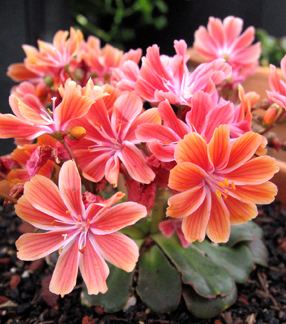Lewisia cotyledon Lewisia cotyledon 39Sunset Strain39 Buy Online at Annie39s Annuals