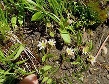 Lewisia triphylla httpsuploadwikimediaorgwikipediacommonsthu