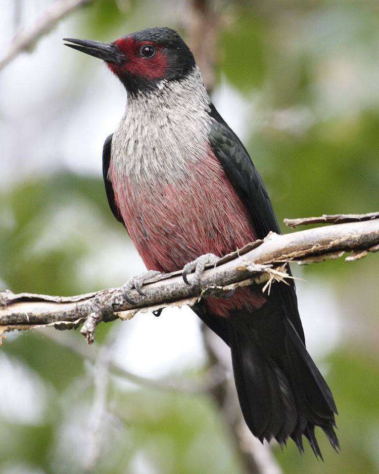 Lewis's woodpecker Lewis39s Woodpecker Audubon Field Guide
