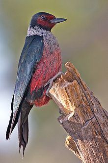 Lewis's woodpecker httpsuploadwikimediaorgwikipediacommonsthu