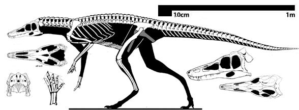 Lewisuchus Lewisuchus protoarchosaur or silesaurid The Pterosaur Heresies