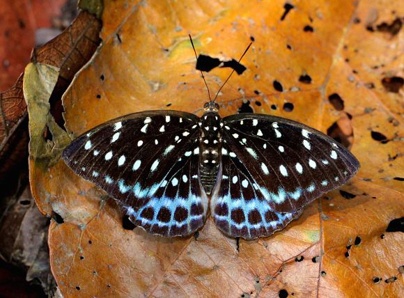 Lexias dirtea Butterflies of the Indian subcontinent Lexias dirtea