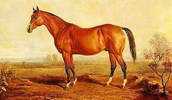 Lexington (horse) httpsuploadwikimediaorgwikipediacommonsthu