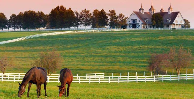 Lexington, Kentucky Lexington Kentucky Blossoms in Springtime HuffPost