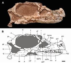 Leyesaurus httpsuploadwikimediaorgwikipediacommonsthu