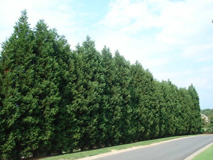 Leyland cypress 12 reasons proving Leyland Cypress Trees are best FastGrowing