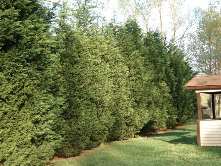 Leyland cypress 12 reasons proving Leyland Cypress Trees are best FastGrowing