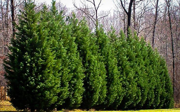 Leyland cypress Leyland Cypress Trees For Sale The Tree Center