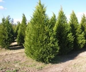 Leyland cypress Leyland Cypress Complete Guide