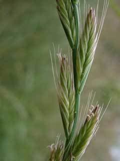 Leymus triticoides Leymus triticoides Squaw Grass Beardless wildrye PFAF Plant Database