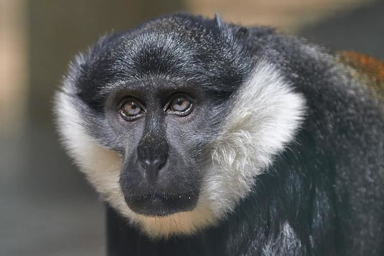 L'Hoest's monkey Cercopithque de l39Hoest Zoo de la Palmyre