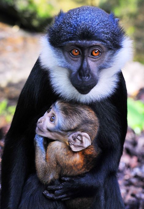 L'Hoest's monkey Endangered Baby L39Hoest39s Monkey ZooBorns