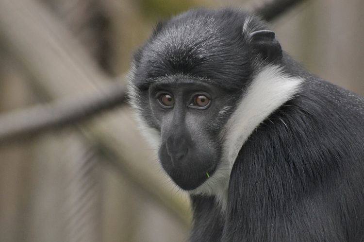 L'Hoest's monkey httpstwycrosszooorgwpcontentuploads201403