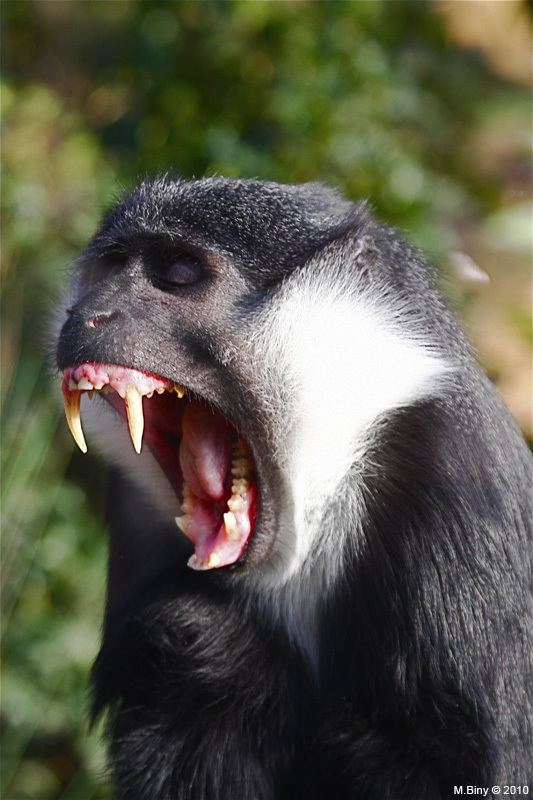 L'Hoest's monkey Cercopithecus lhoesti L39Hoest39s monkey