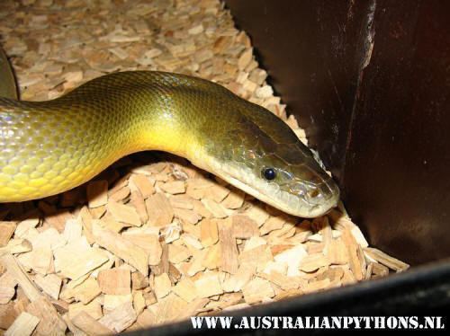 Liasis fuscus Australianpythonsnl Liasis fuscus