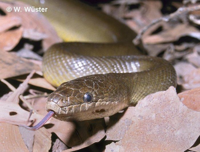 Liasis fuscus CalPhotos Liasis fuscus Water Python