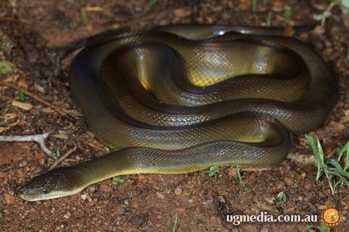 Liasis mackloti Water python Liasis mackloti at the Australian Reptile Online