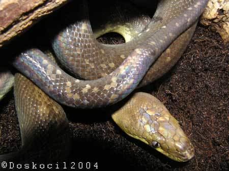 Liasis mackloti Snake Species Macklot39s python Liasis mackloti Little Scorpion