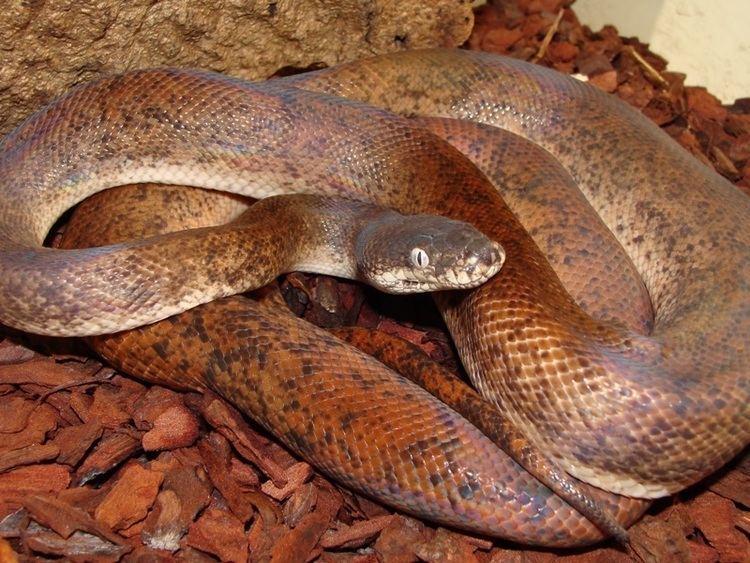 Liasis mackloti savuensis Savu Python Facts and Pictures Reptile Fact