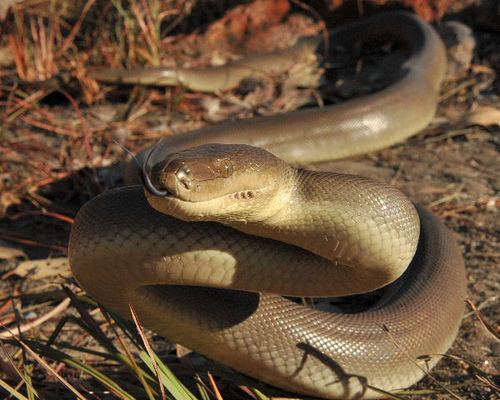 Liasis olivaceus Olive Python Liasis olivaceus I missed the next shot be Flickr