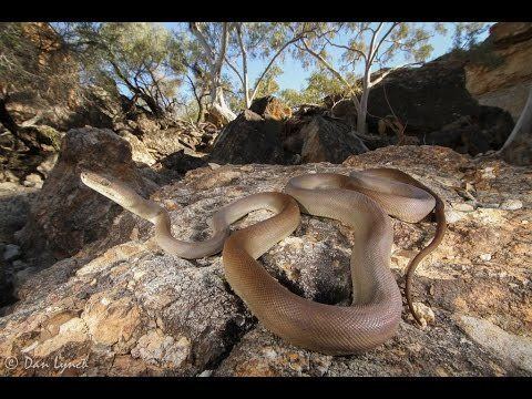 Liasis olivaceus Olive Python Liasis olivaceus YouTube