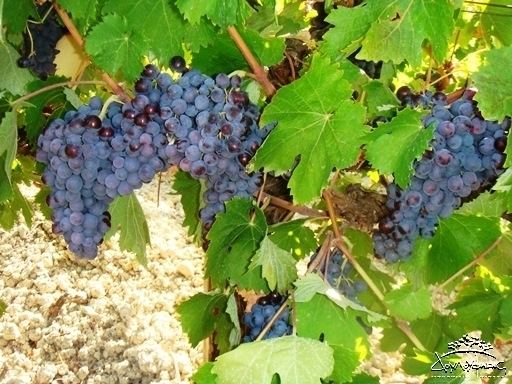 Liatiko Cretan Greek grape variety liatiko DOULOUFAKIS WINERY