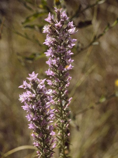 Liatris elegans - Alchetron, The Free Social Encyclopedia