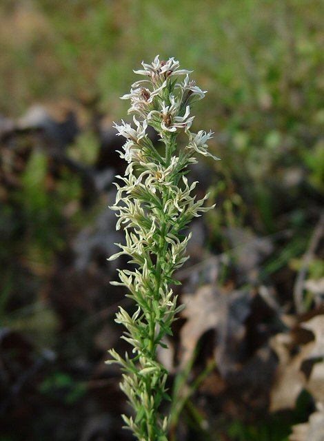 Liatris elegans Liatris elegans page