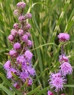 Liatris elegans elegans