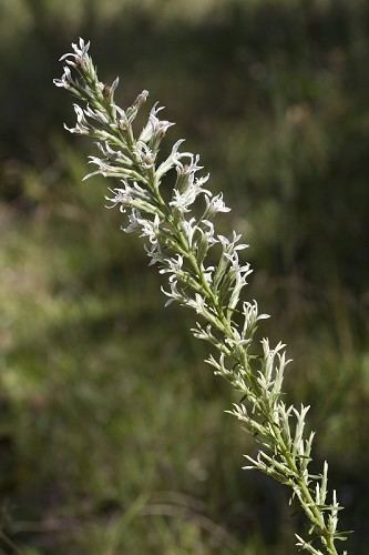 Liatris elegans Liatris elegans