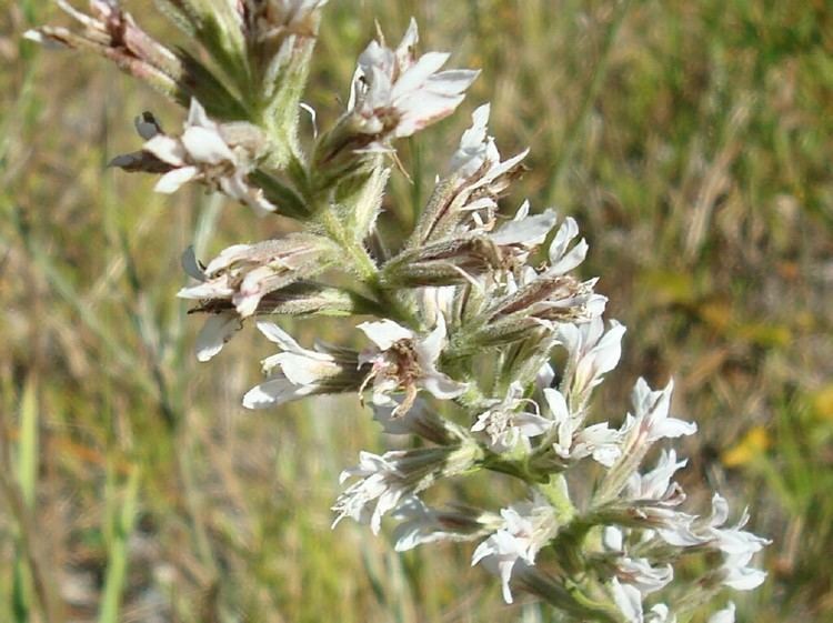 Liatris elegans Pinkscale Blazing Star