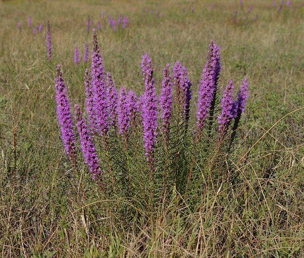 Liatris punctata Liatris punctata Dotted blazing star Discover Life