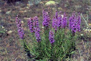 Liatris punctata Liatris punctata 3939 Dotted Blazing Star from CRITSITE Products