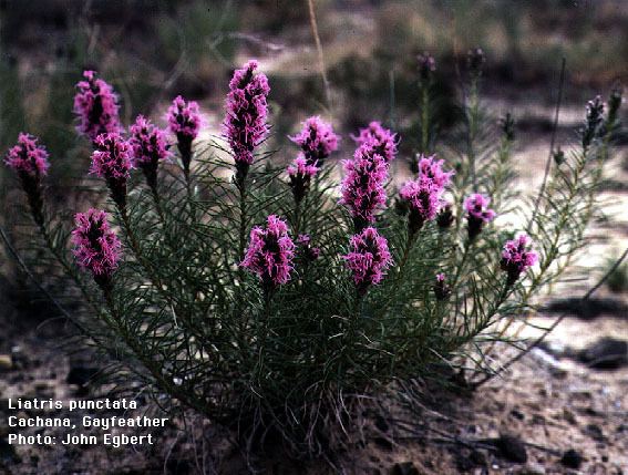 Liatris punctata DottedSpotted Gayfeather Liatris punctata Ninnescah Biology