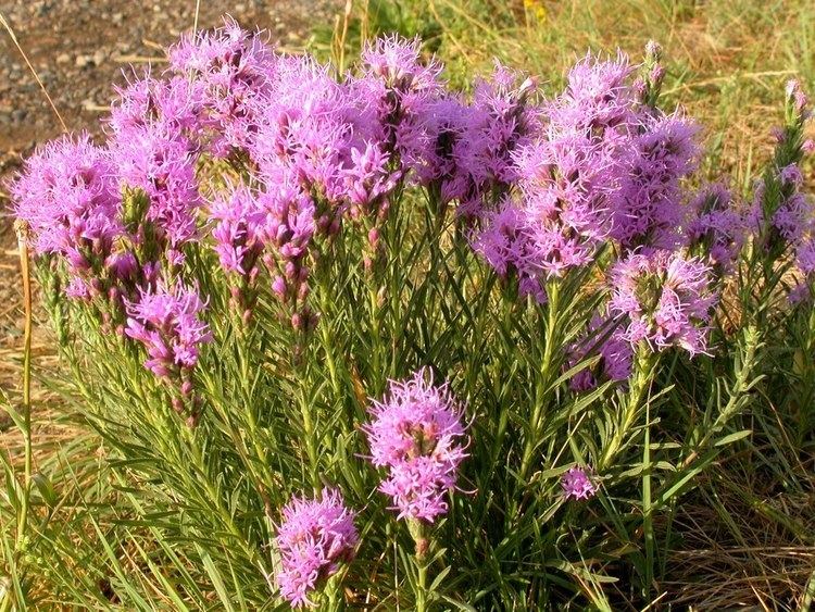 Liatris punctata httpsuploadwikimediaorgwikipediacommons77