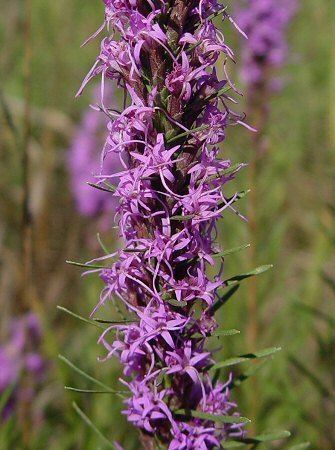 Liatris punctata Liatris punctata Dotted blazing star Discover Life