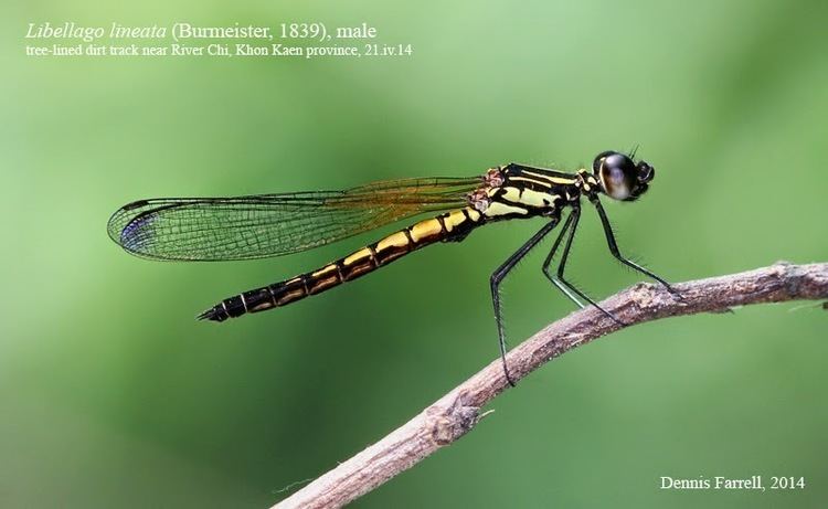 Libellago lineata Dragonflies amp damselflies of Thailand 30 Libellago lineata lineata