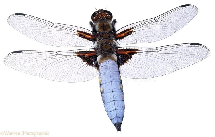 Libellula Libellula Dragonfly photo WP04683