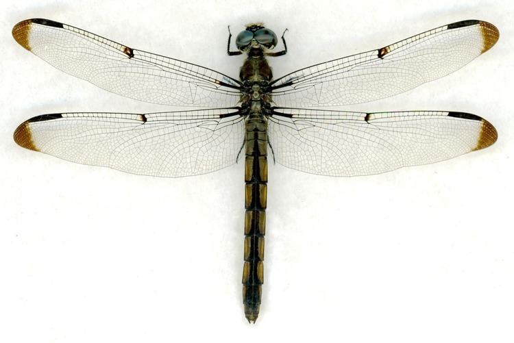 Libellula Libellula vibrans female The Dragonfly Woman