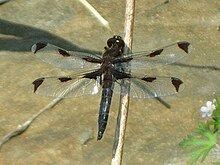 Libellula angelina httpsuploadwikimediaorgwikipediacommonsthu