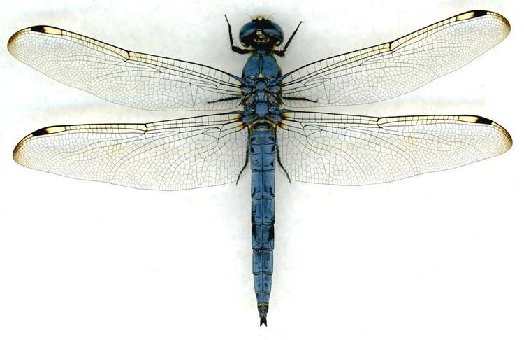 Libellula Libellulidae AL Digital Dragonflies