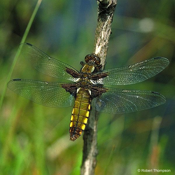 Libellula depressa depressa female