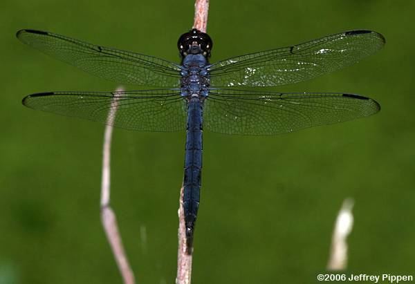 Libellula incesta Skimmer Libellula incesta