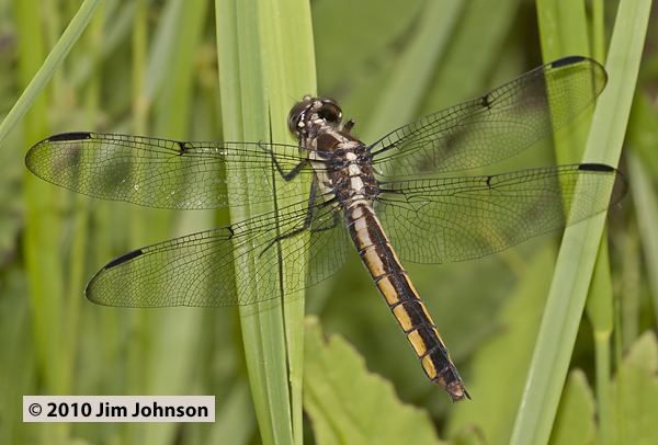 Libellula incesta Photos of the dragonfly Libellula incesta Slaty Skimmer