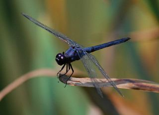 Libellula incesta Libellula incesta Slaty Skimmer Discover Life