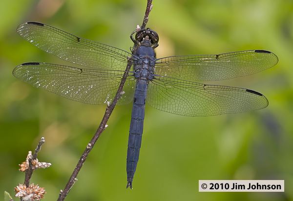 Libellula incesta Photos of the dragonfly Libellula incesta Slaty Skimmer