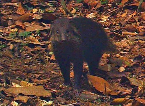 Liberian mongoose wwwfaunafloraorgwpcontentuploadsLiberianmo