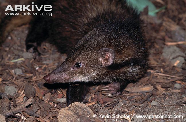 Liberian mongoose Liberian mongoose videos photos and facts Liberiictis kuhni ARKive