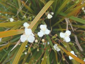 Libertia ixioides wwwnzpcnorgnzfloraimageslargeLibertiaixioi